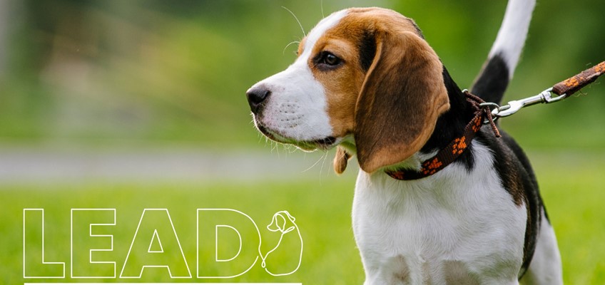 Picture of a dog with the words 'Local environmental awareness on dogs'