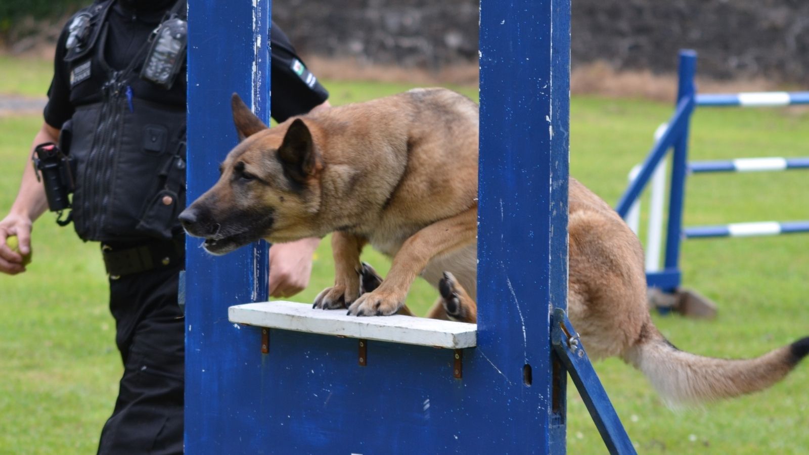 Police dog