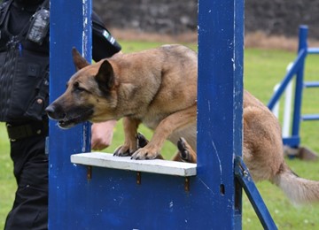 Police dog